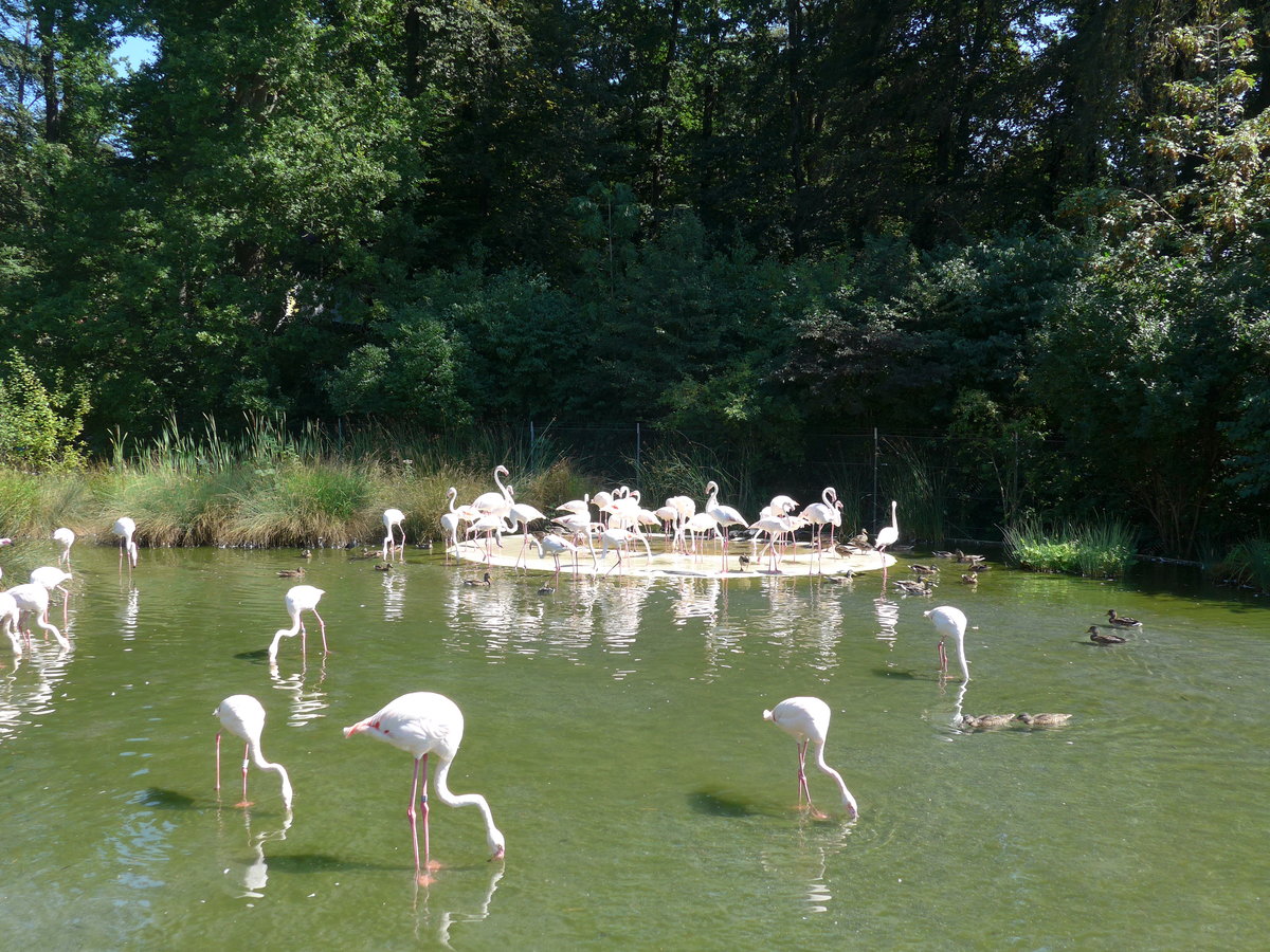 (174'412) - Flamingos am 28. August 2016 in Bern, Tierpark D�hlh�lzli