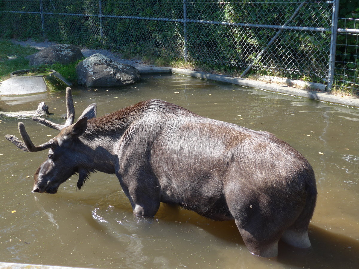 (174'414) - Elch am 28. August 2016 in Bern, Tierpark D�hlh�lzli