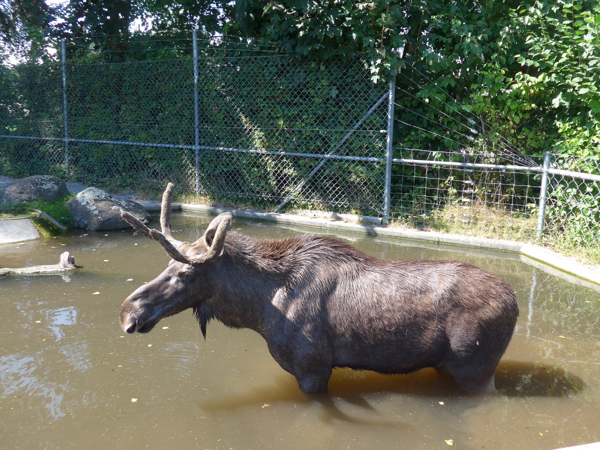 (174'415) - Elch am 28. August 2016 in Bern, Tierpark D�hlh�lzli