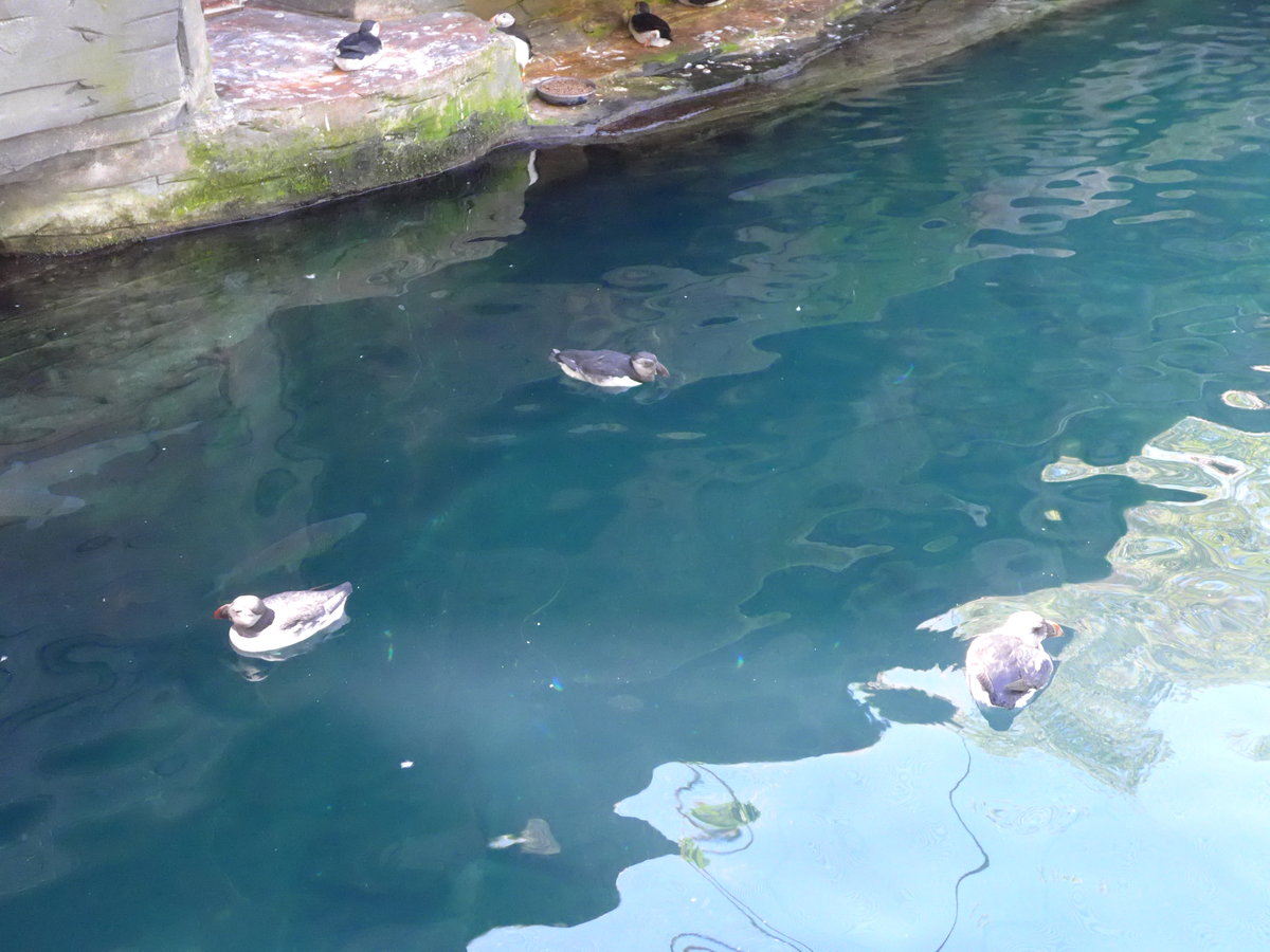 (174'416) - Papageitaucher am 28. August 2016 in Bern, Tierpark D�hlh�lzli