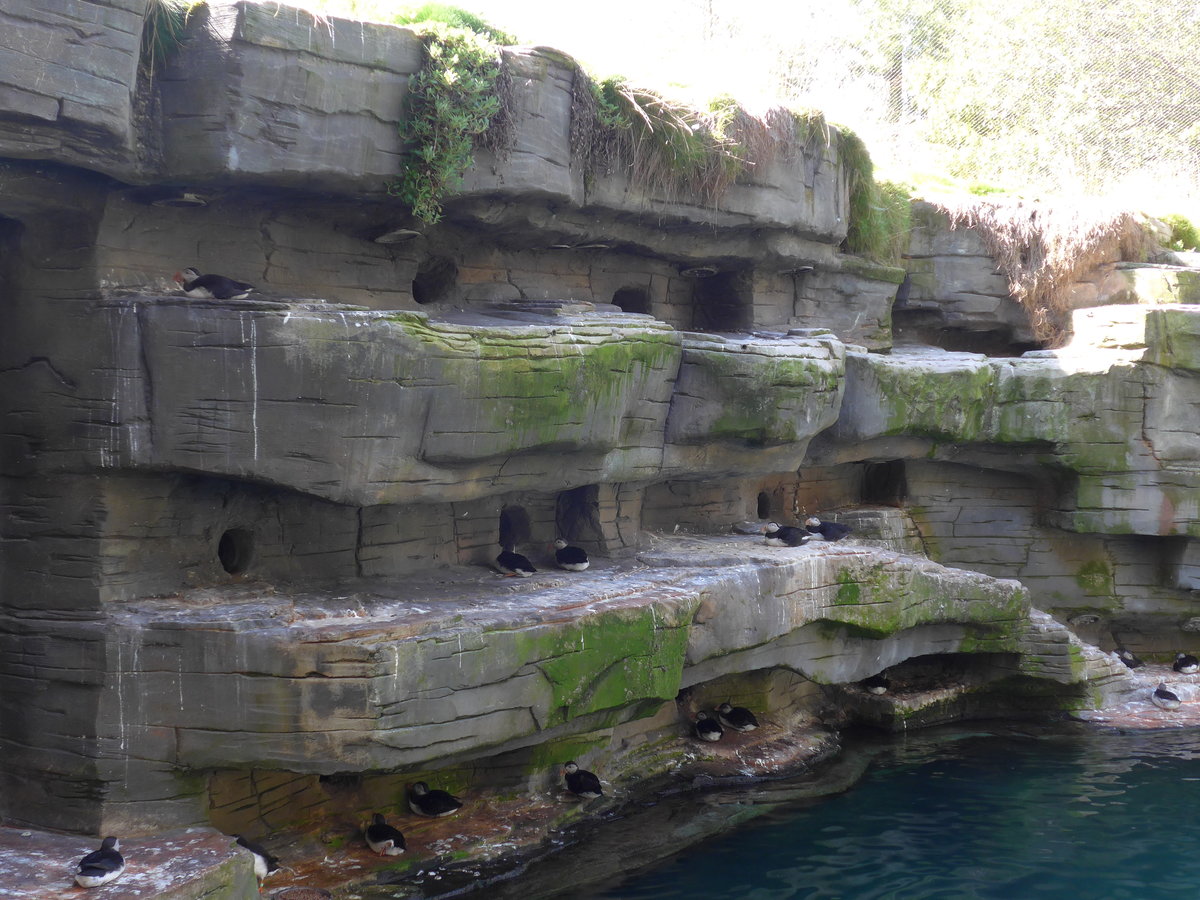 (174'417) - Papageitaucher am 28. August 2016 in Bern, Tierpark D�hlh�lzli