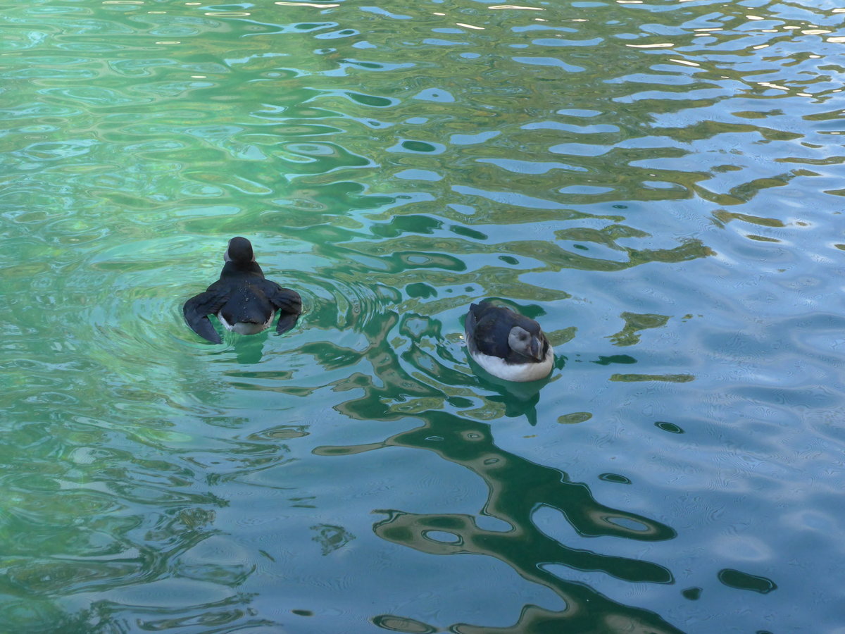 (174'418) - Papageitaucher am 28. August 2016 in Bern, Tierpark D�hlh�lzli