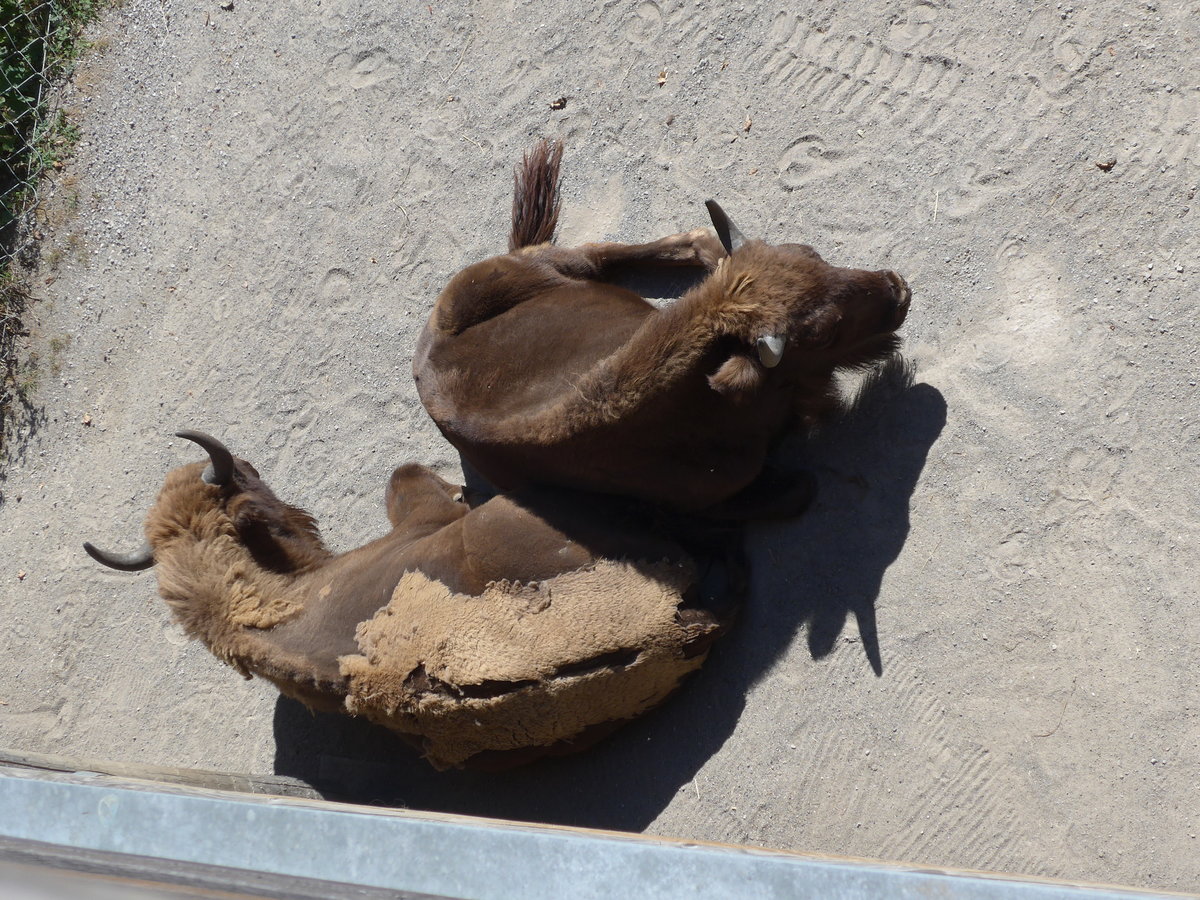 (174'419) - Wisente am 28. August 2016 in Bern, Tierpark D�hlh�lzli