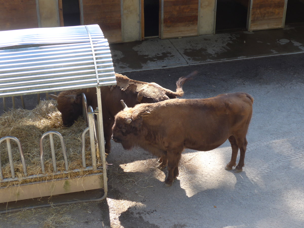 (174'420) - Wisente am 28. August 2016 in Bern, Tierpark D�hlh�lzli