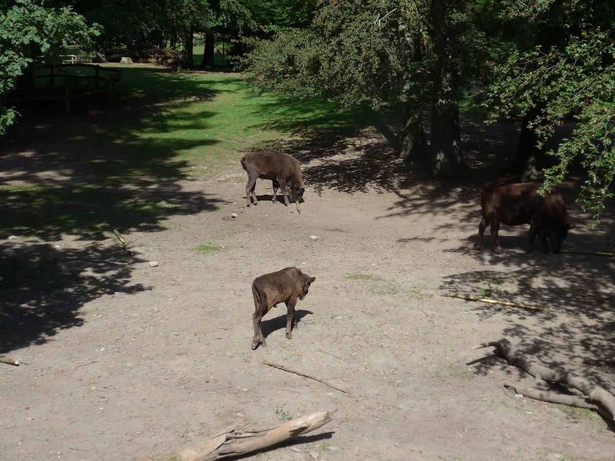 (174'422) - Wisente am 28. August 2016 in Bern, Tierpark D�hlh�lzli