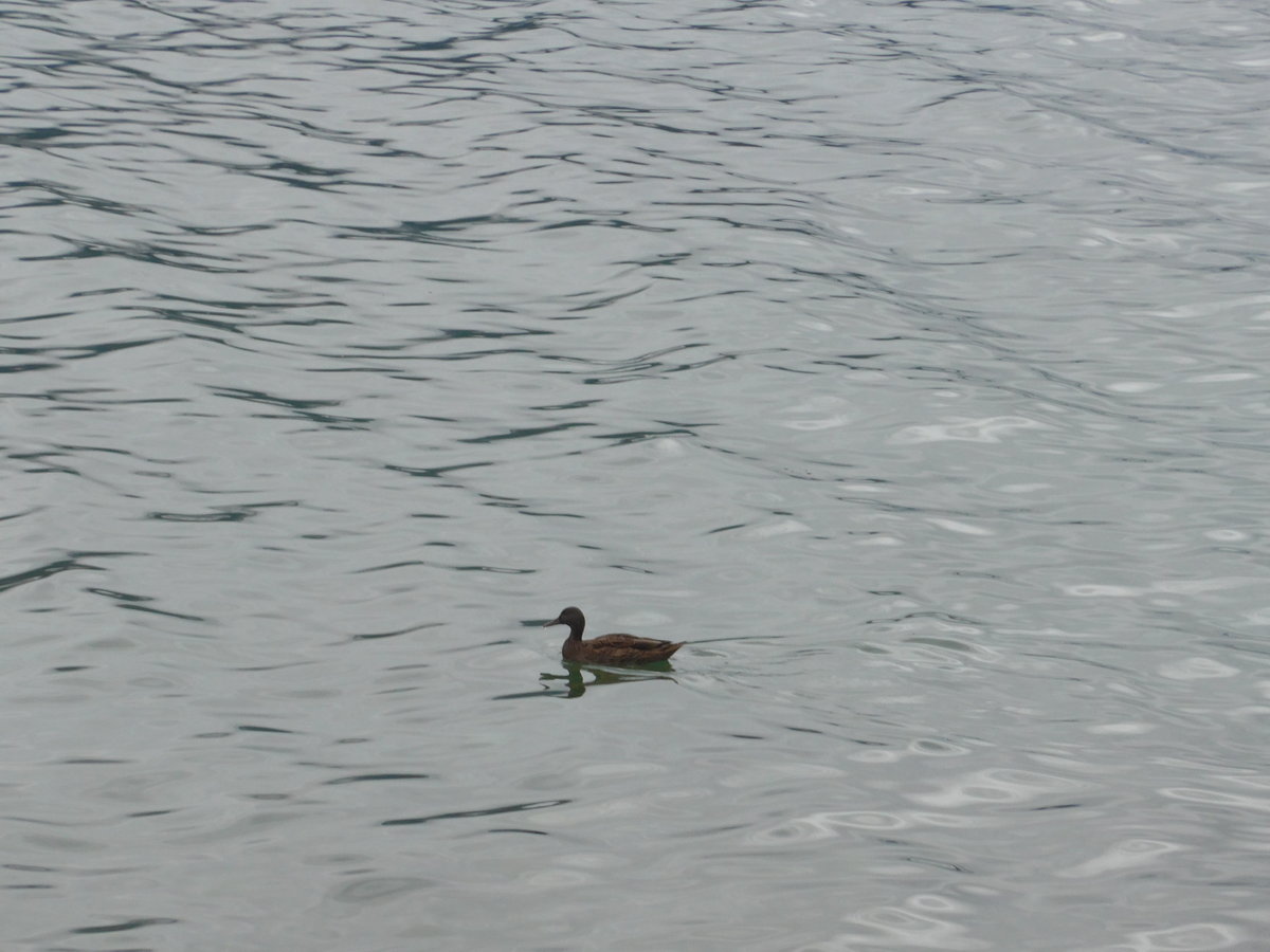 (175'942) - Eine Ente am 19. Oktober 2016 auf dem Achensee bei Pertisau