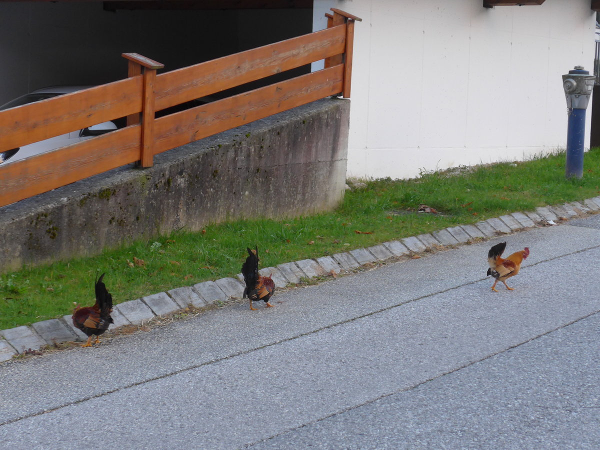 (176'100) - Drei H�hner auf der Strasse am 20. Oktober 2016 in Pertisau