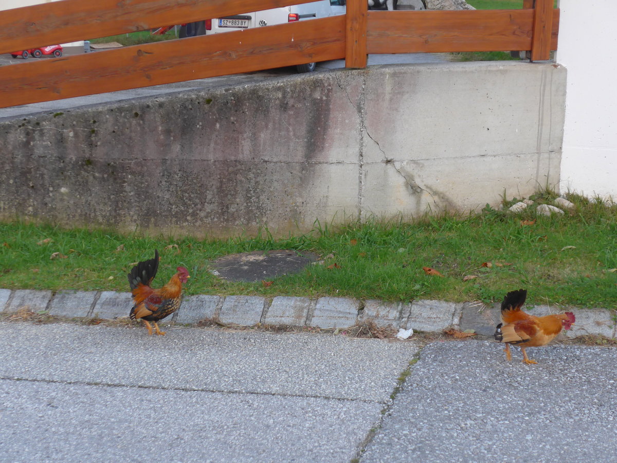 (176'101) - Zwei H�hner auf der Strasse am 20. Oktober 2016 in Pertisau