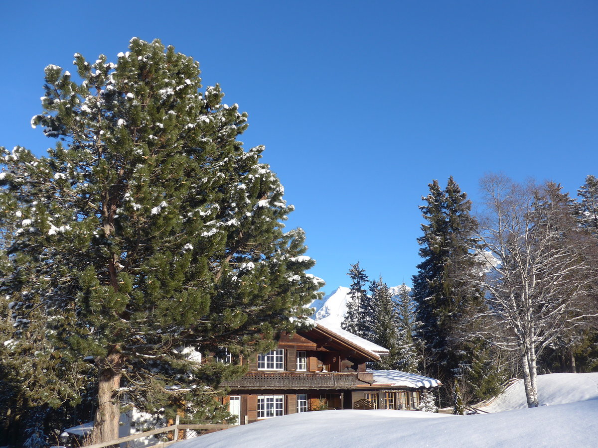 (178'024) - Die Bonderspitze am 9. Januar 2017 vom Reh�rti bei Adelboden aus