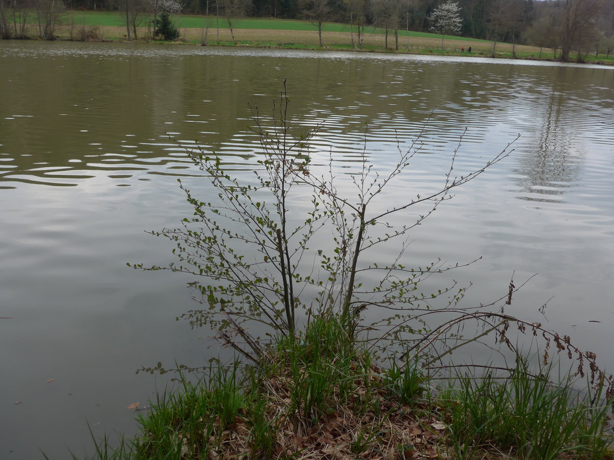 (179'286) - Der Weier am 1. April 2017 bei Vendlincourt