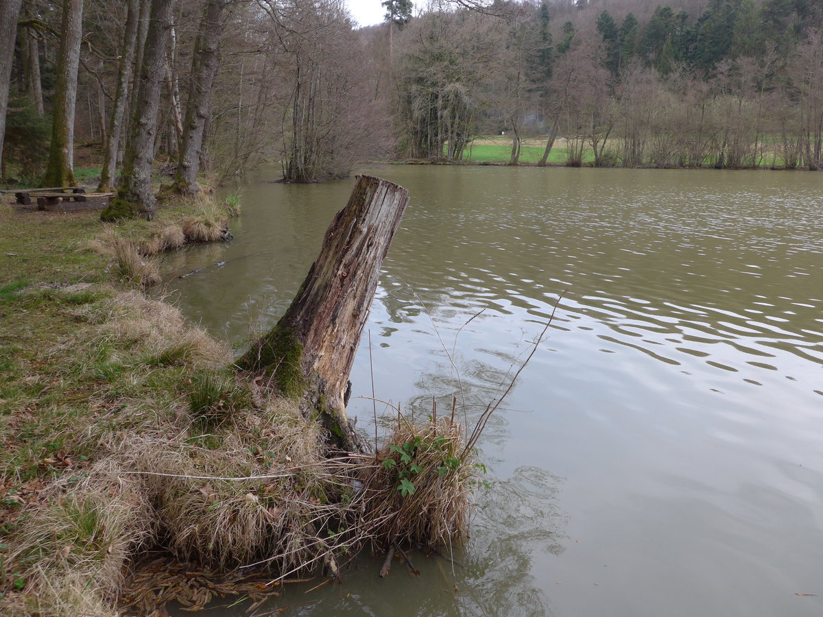 (179'287) - Baumstrunk am 1. April 2017 am Weier bei Vendlincourt