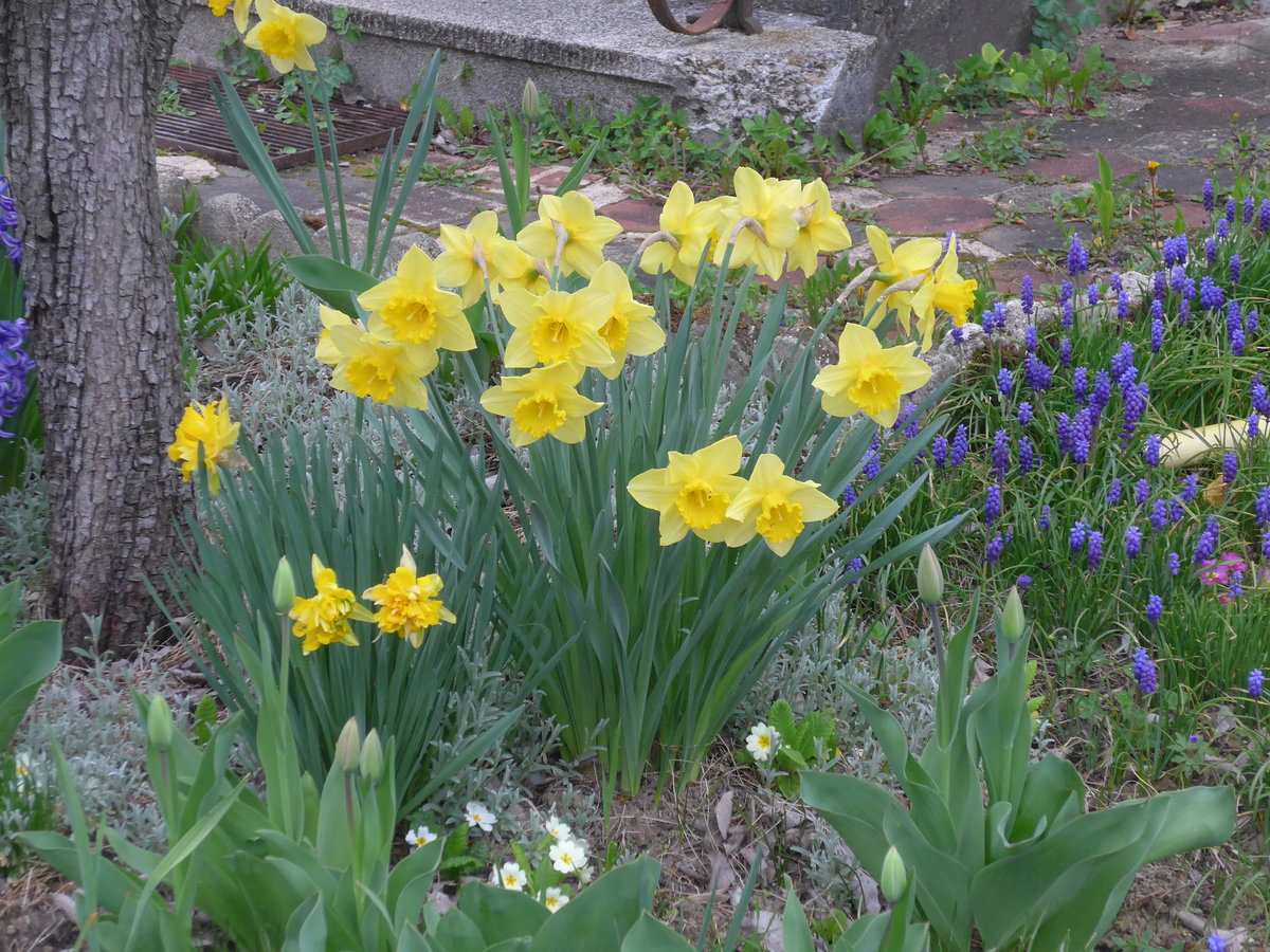 (179'296) - Osterglocken am 2. April 2017 in Vendlincourt