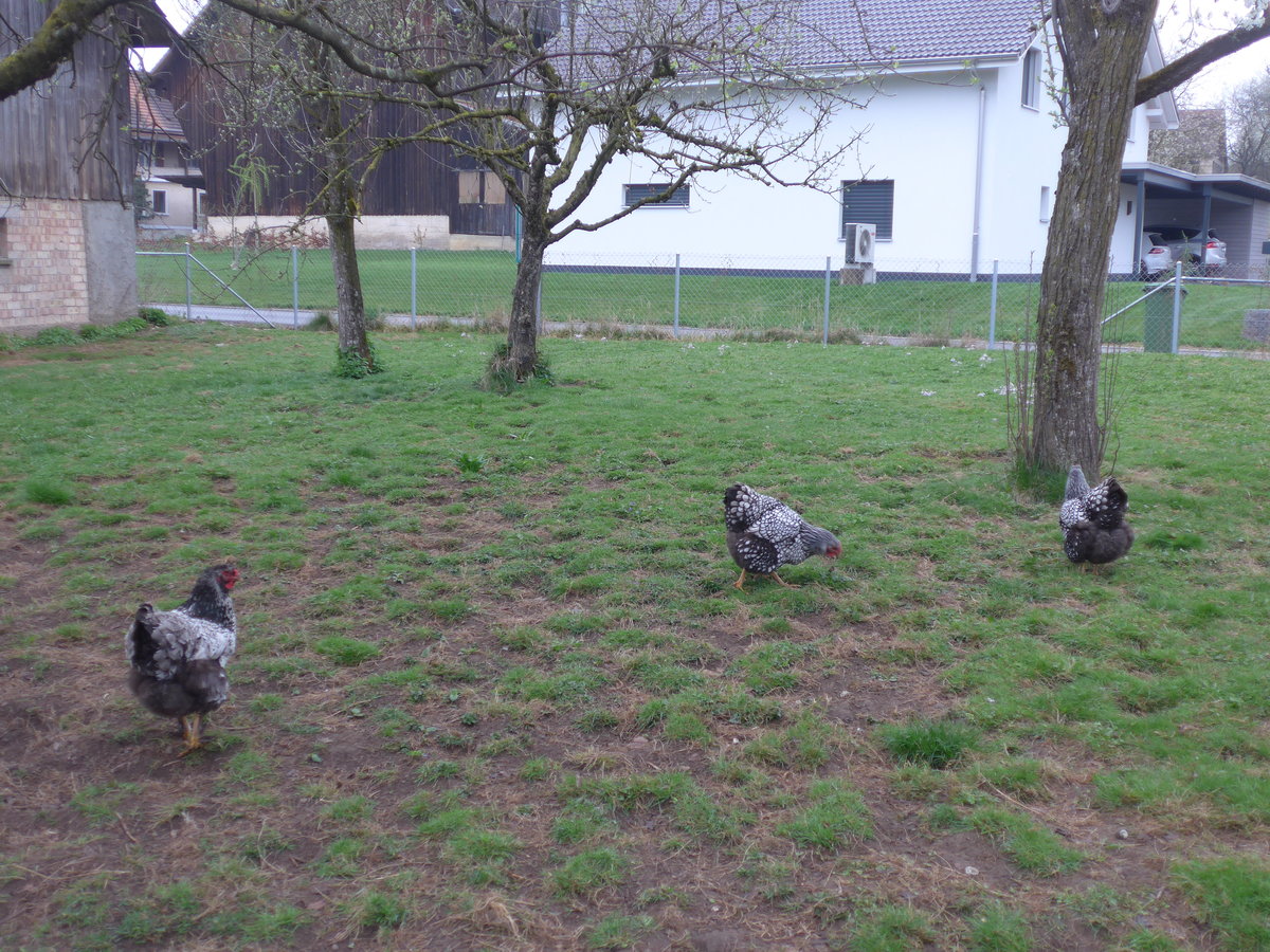 (179'301) - Drei H�hner am 2. April 2017 in Vendlincourt