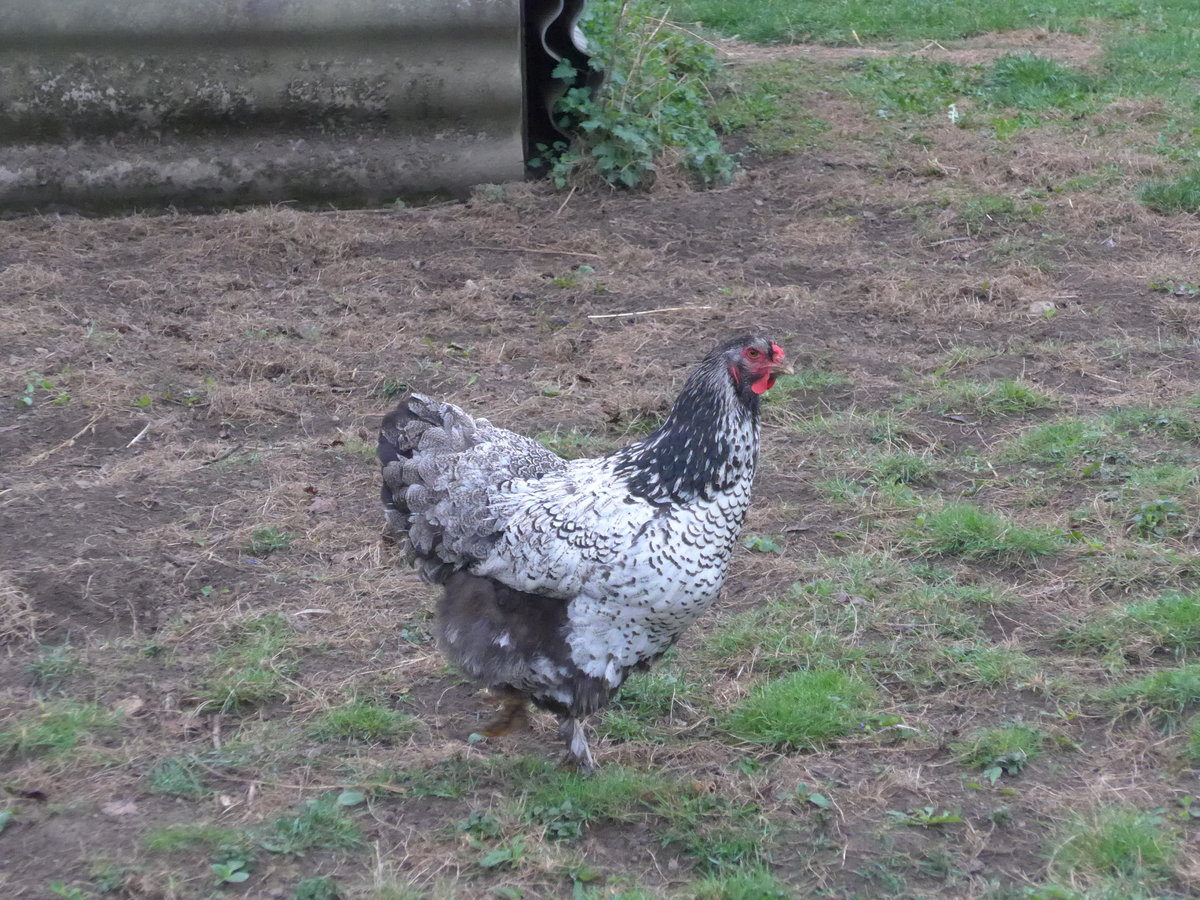 (179'302) - Ein Huhn am 2. April 2017 in Vendlincourt