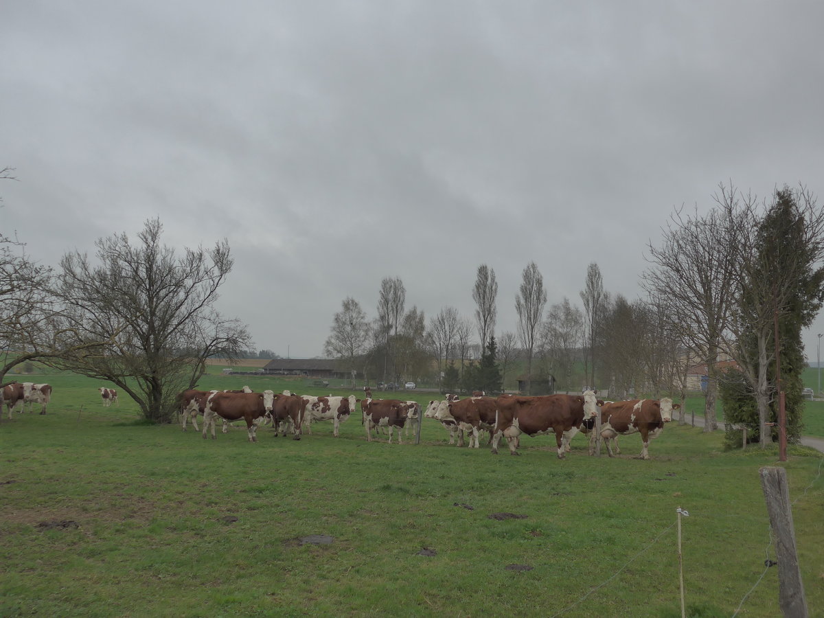 (179'304) - K�he am 2. April 2017 in Vendlincourt