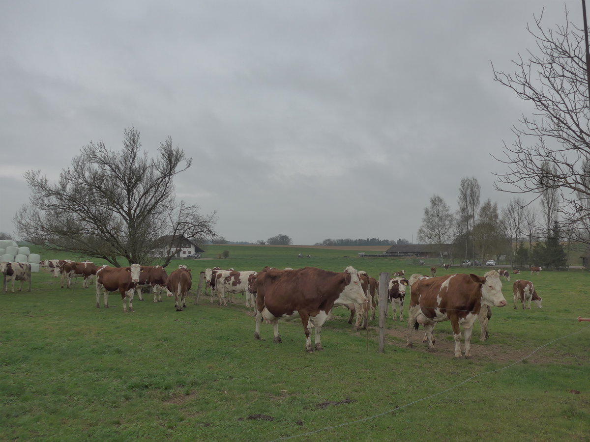 (179'305) - K�he am 2. April 2017 in Vendlincourt