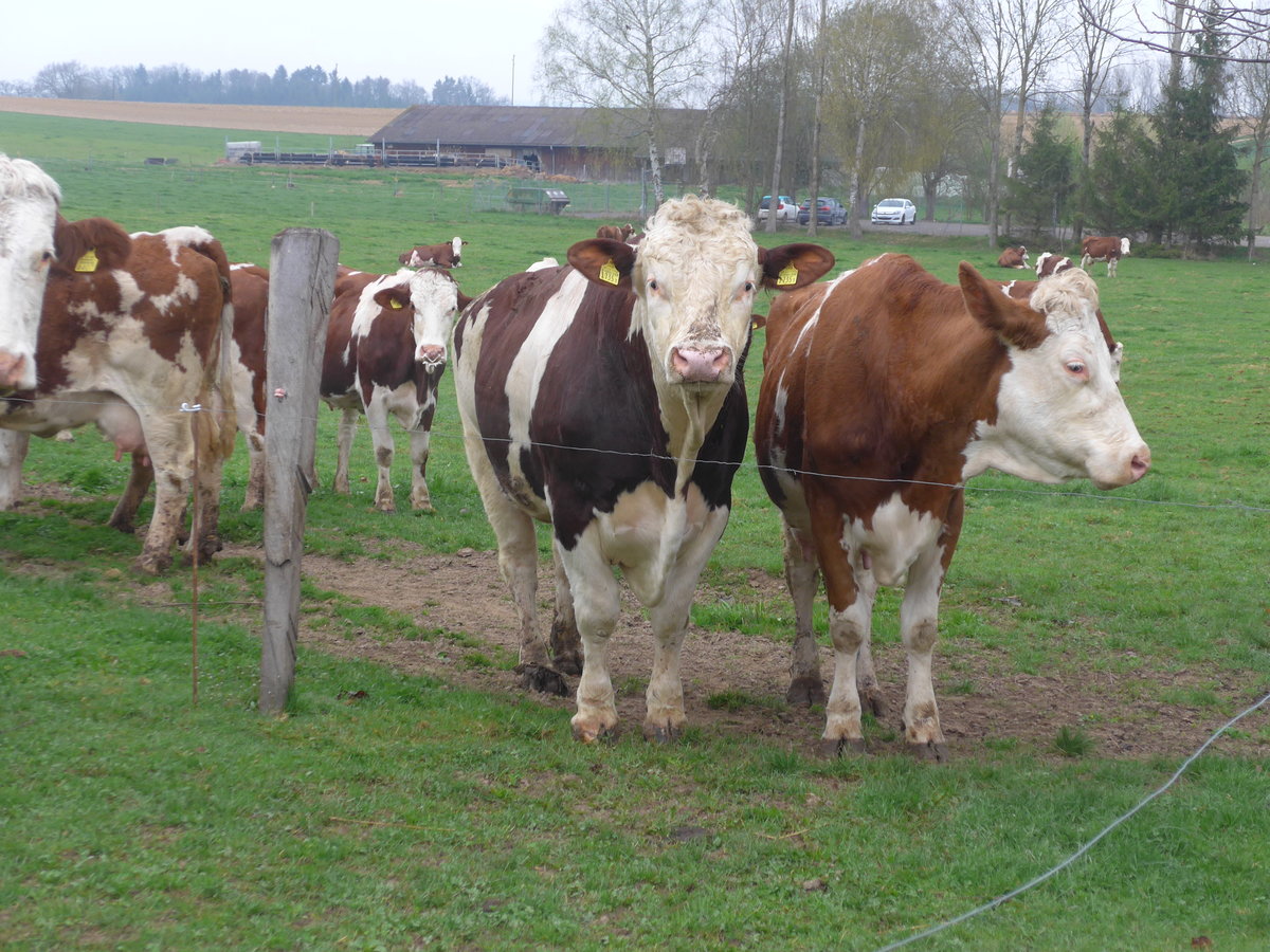 (179'306) - K�he am 2. April 2017 in Vendlincourt