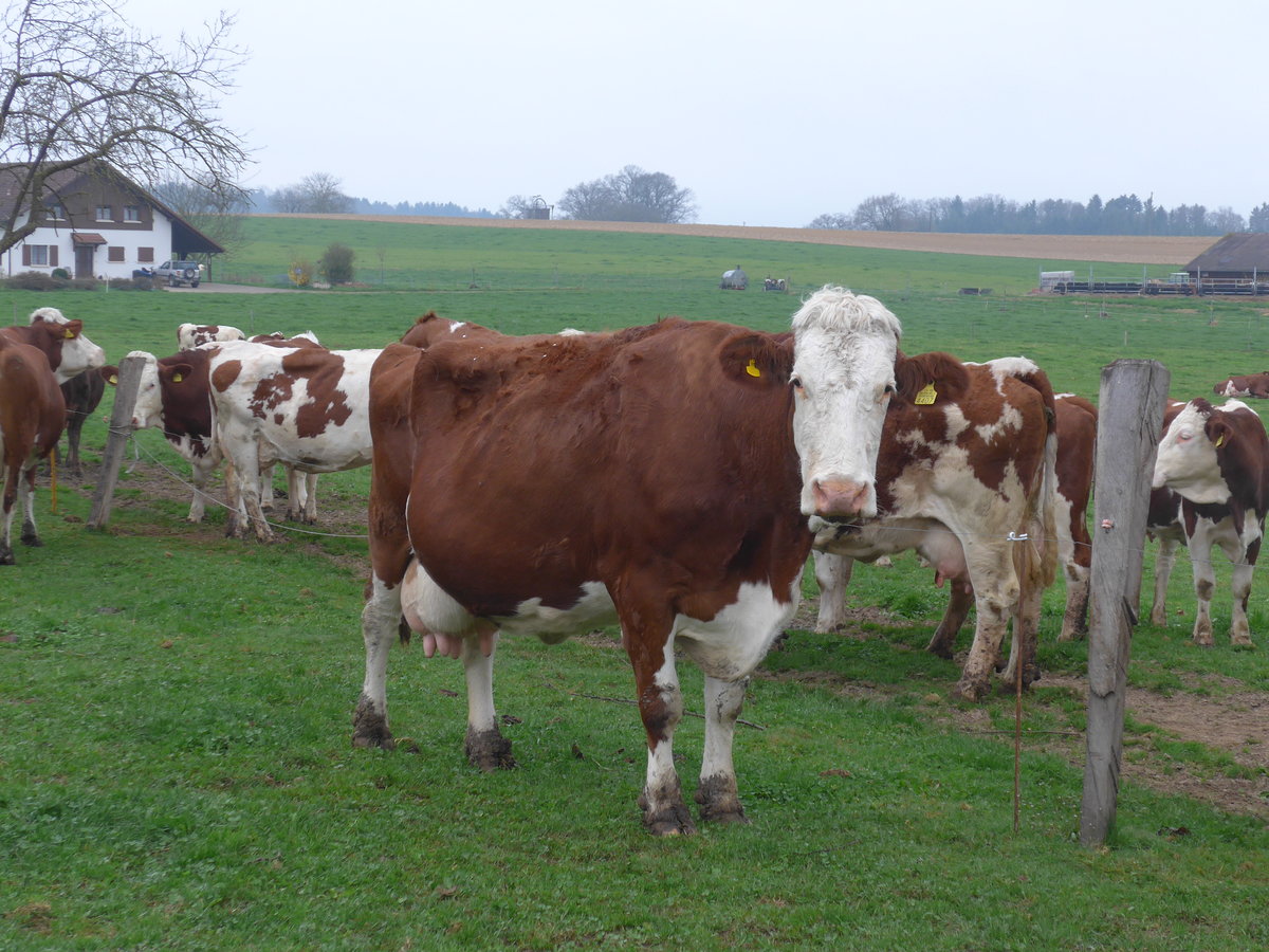 (179'307) - K�he am 2. April 2017 in Vendlincourt