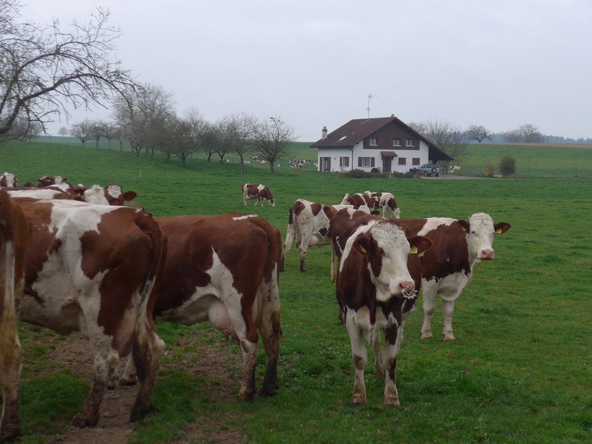 (179'309) - K�he am 2. April 2017 in Vendlincourt