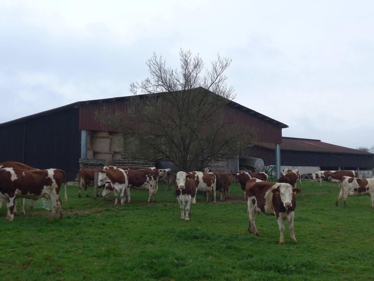 (179'310) - K�he am 2. April 2017 in Vendlincourt