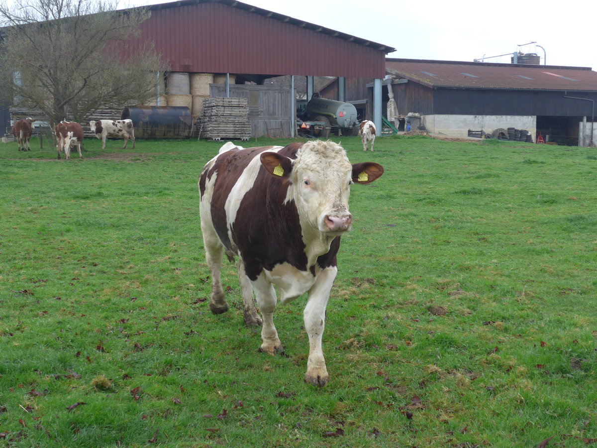 (179'316) - Ein Stier am 2. April 2017 in Vendlincourt