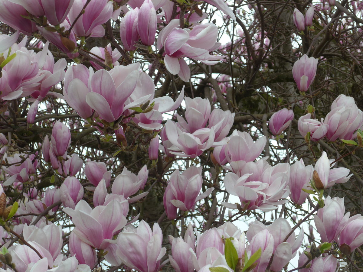 (179'329) - Magnolienbl�ten am 2. April 2017 in Vendlincourt