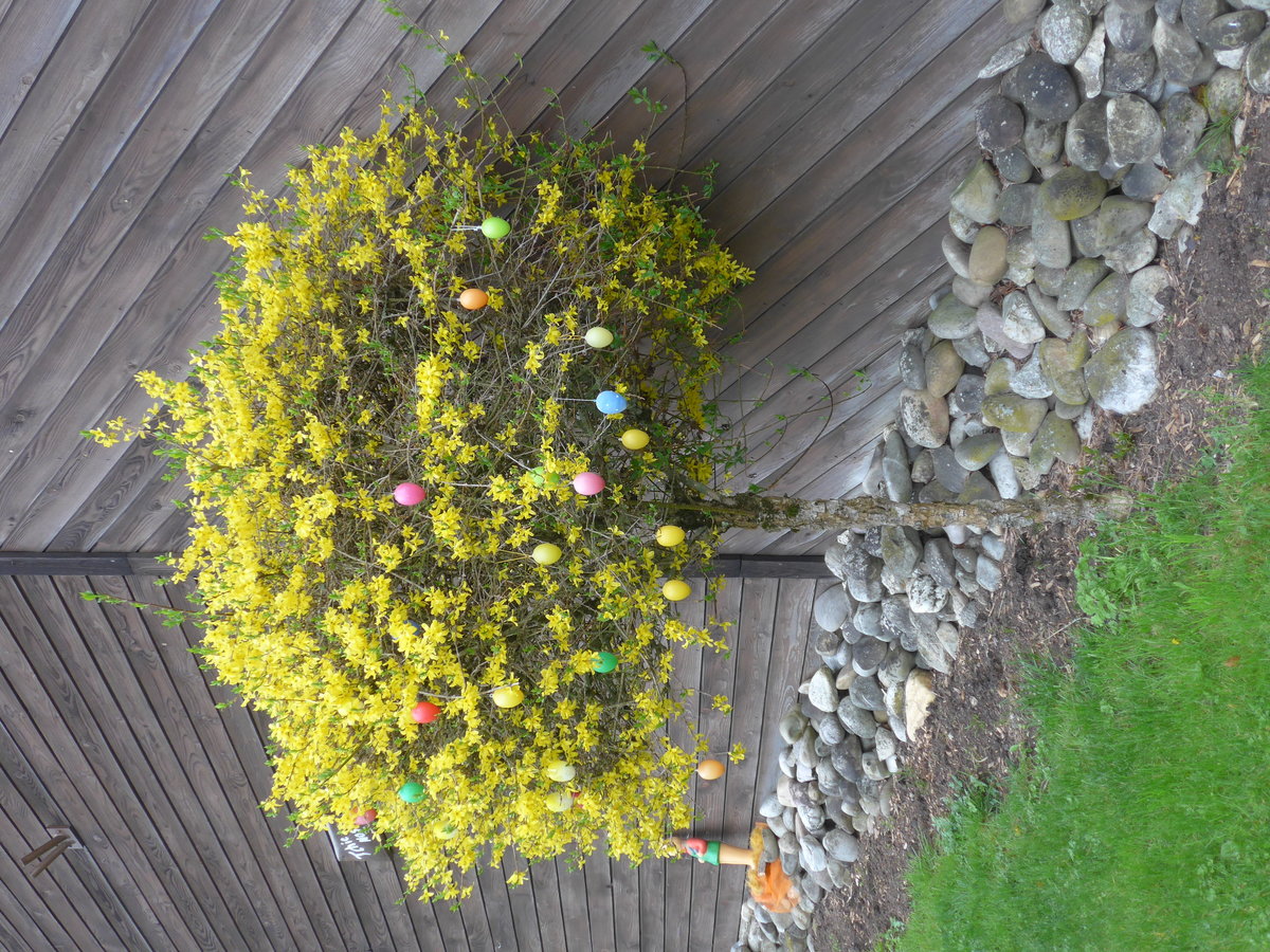 (179'333) - Osterbaum am 2. April 2017 in Vendlincourt