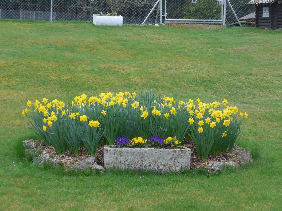 (179'349) - Osterglocken am 2. April 2017 in Vendlincourt