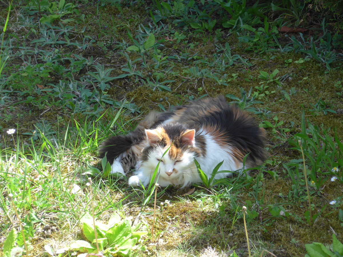(180'142) - Katze Fortuna geniesst den Fr�hling am 15. Mai 2017
