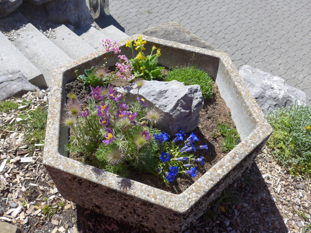 (180'318) - Alpenblumen am 22. Mai 2017 auf der Schw�galp