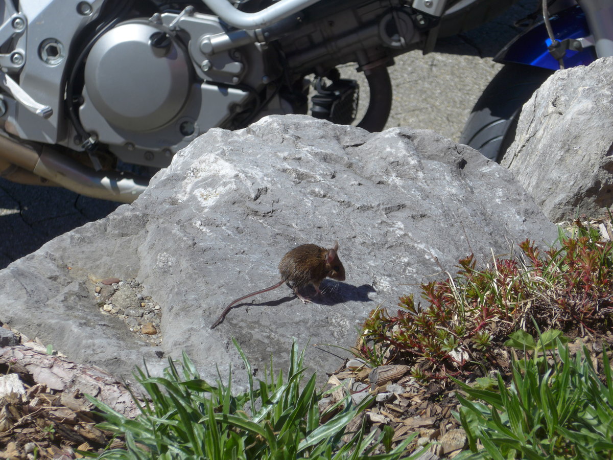 (180'319) - Kleine Maus am 22. Mai 2017 auf der Schw�galp