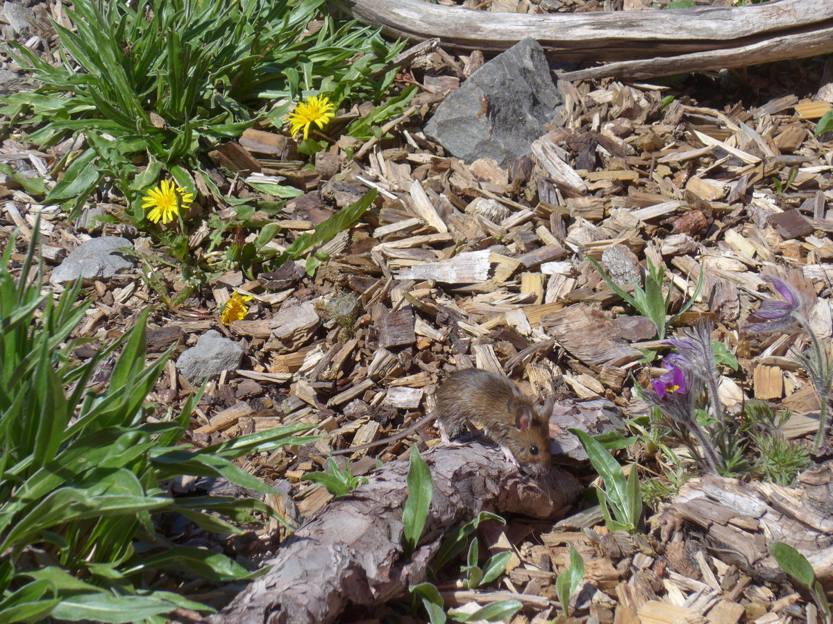 (180'320) - Kleine Maus am 22. Mai 2017 auf der Schw�galp