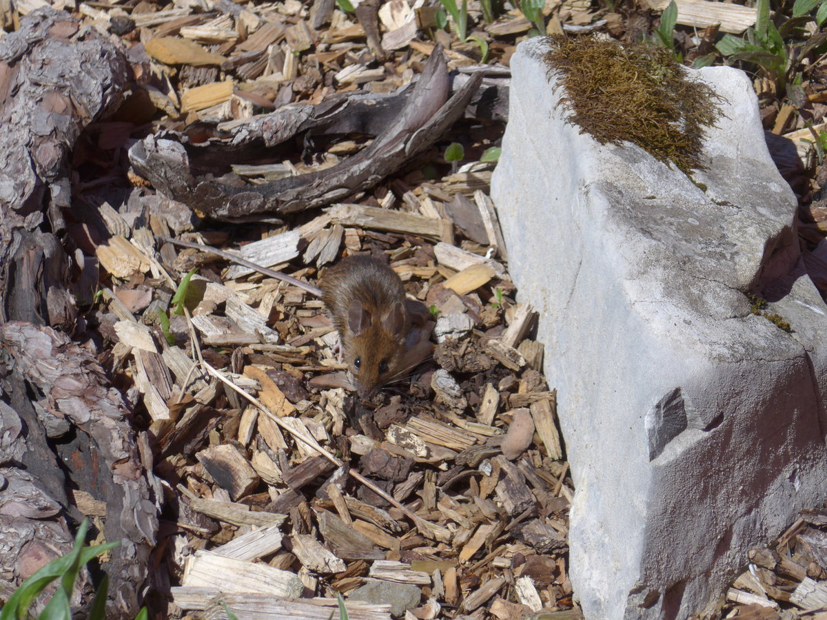 (180'321) - Kleine Maus am 22. Mai 2017 auf der Schw�galp
