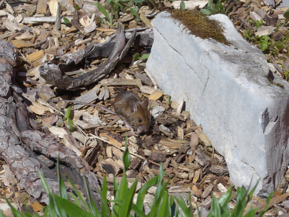 (180'322) - Kleine Maus am 22. Mai 2017 auf der Schw�galp