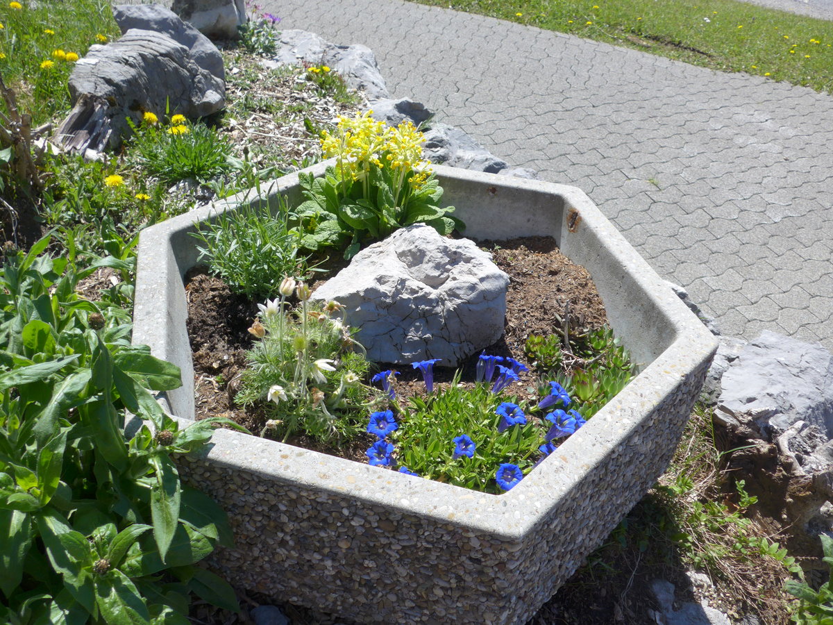 (180'325) - Alpenblumen am 22. Mai 2017 auf der Schw�galp