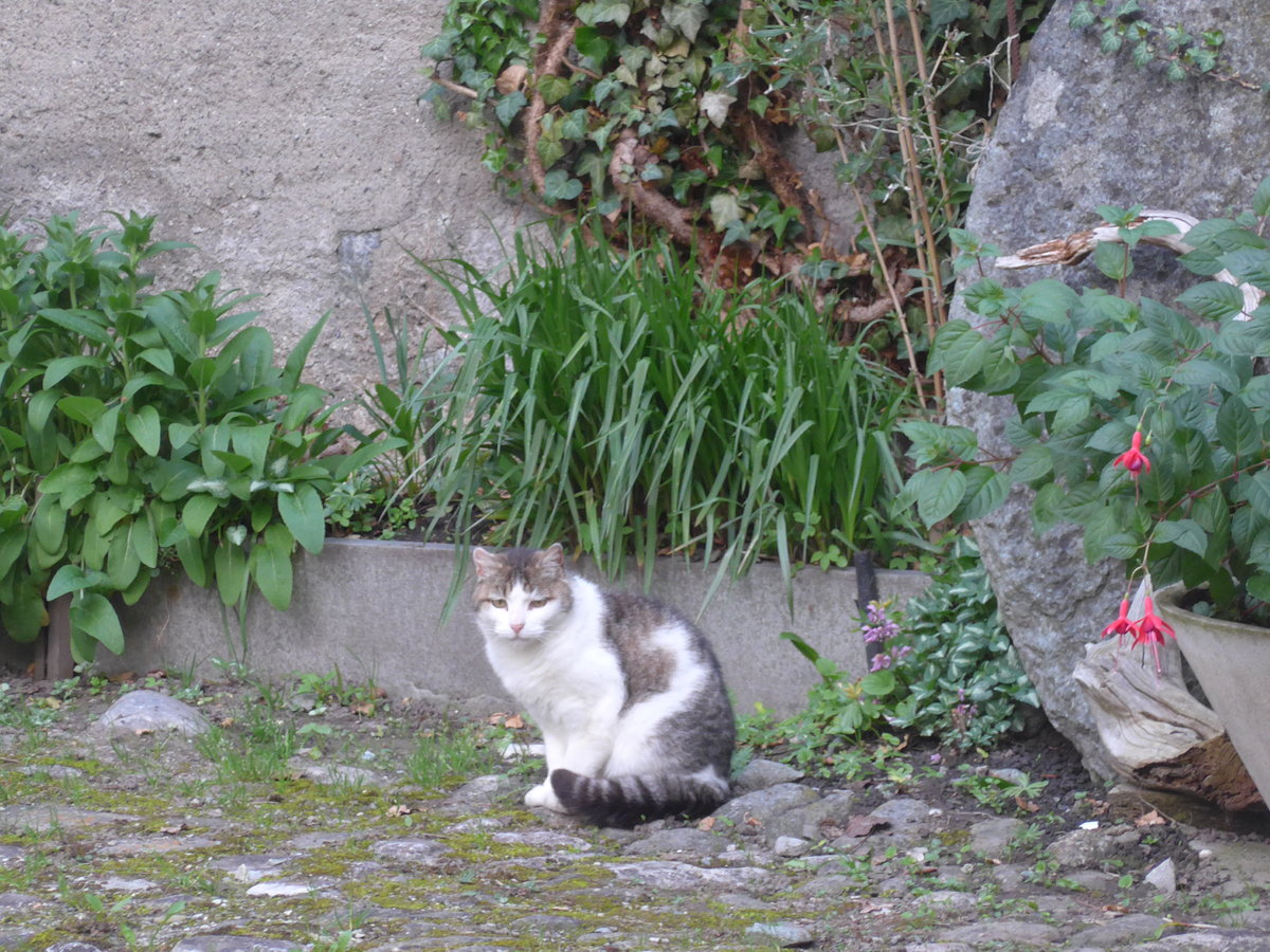 (180'467) - Katze am 23. Mai 2017 in Andeer