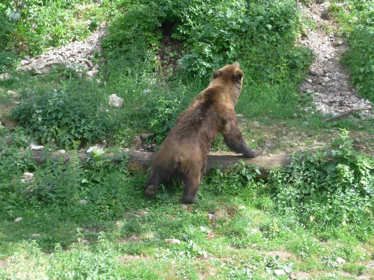 (181'563) - B�r im Jurapark am 25. Juni 2017 in Vallorbe
