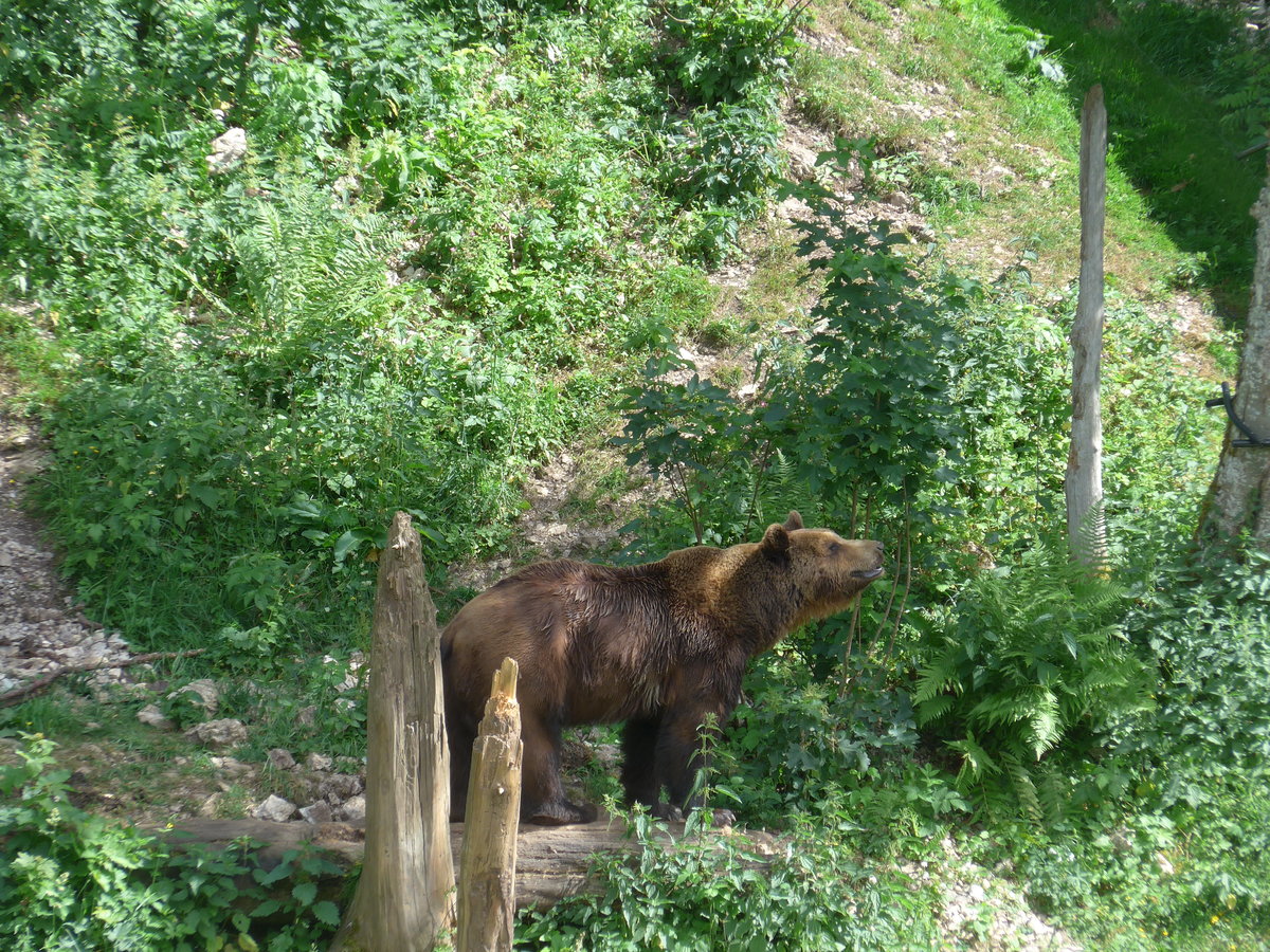 (181'564) - B�r im Jurapark am 25. Juni 2017 in Vallorbe