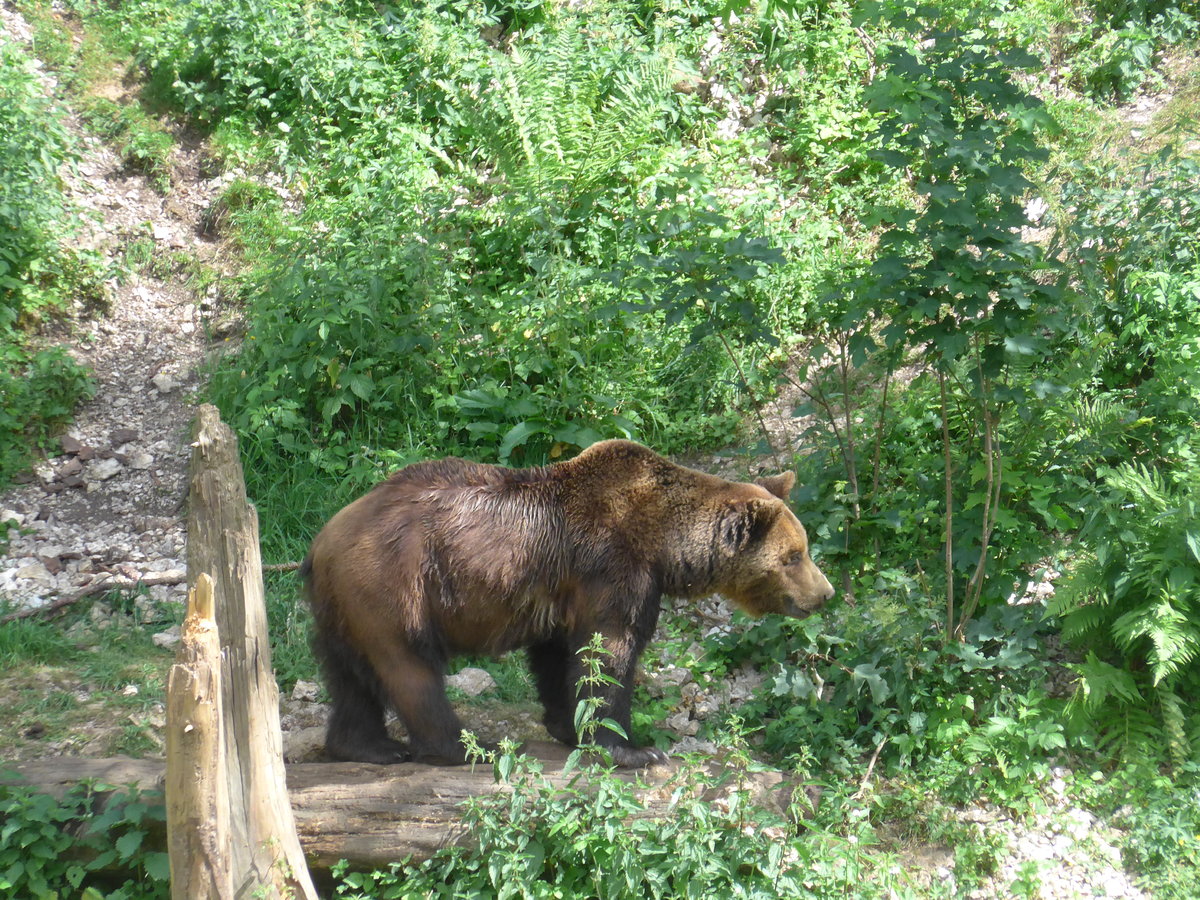 (181'565) - B�r im Jurapark am 25. Juni 2017 in Vallorbe