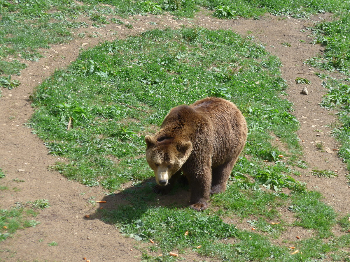 (181'567) - B�r im Jurapark am 25. Juni 2017 in Vallorbe