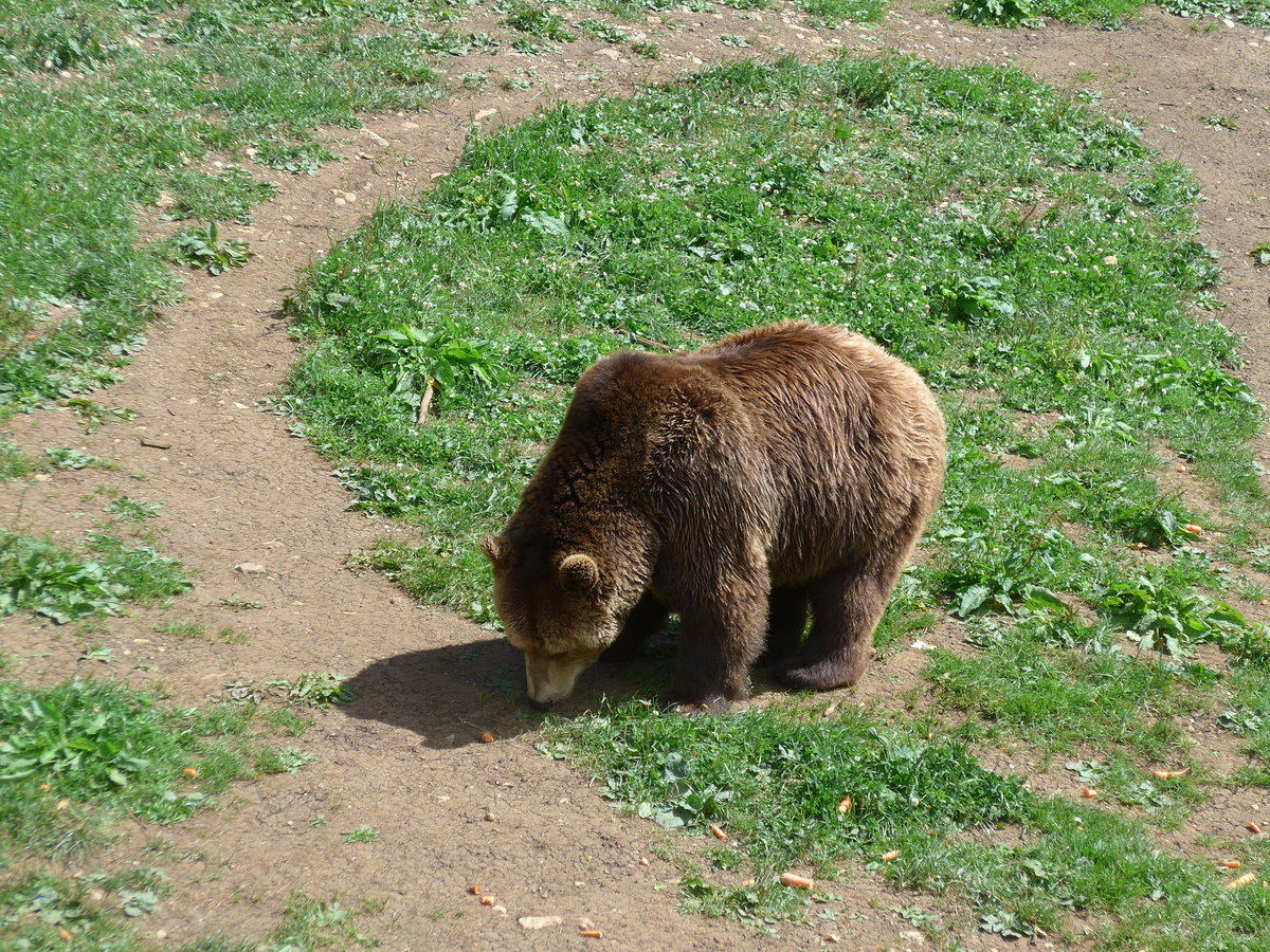 (181'568) - B�r im Jurapark am 25. Juni 2017 in Vallorbe