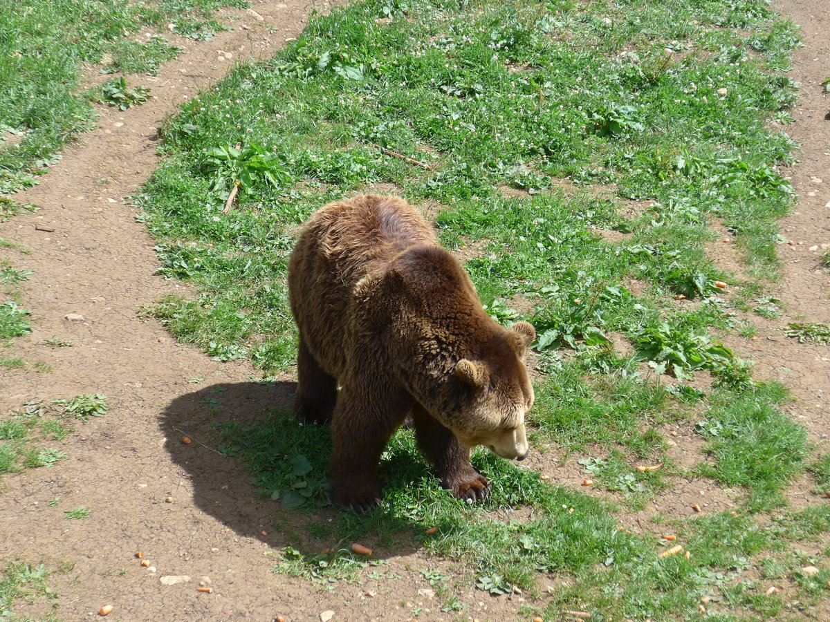 (181'569) - B�r im Jurapark am 25. Juni 2017 in Vallorbe