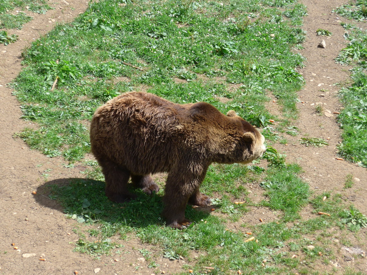 (181'570) - B�r im Jurapark am 25. Juni 2017 in Vallorbe