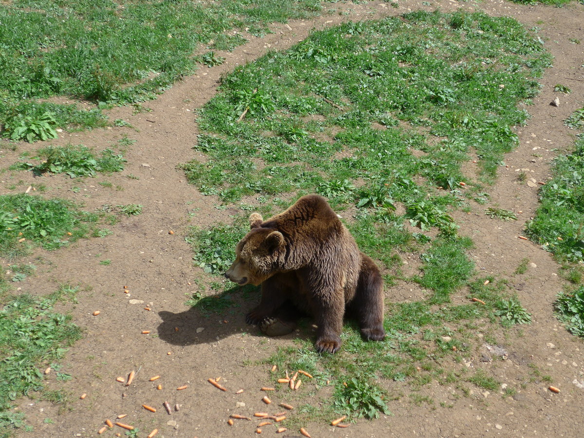 (181'571) - B�r im Jurapark am 25. Juni 2017 in Vallorbe