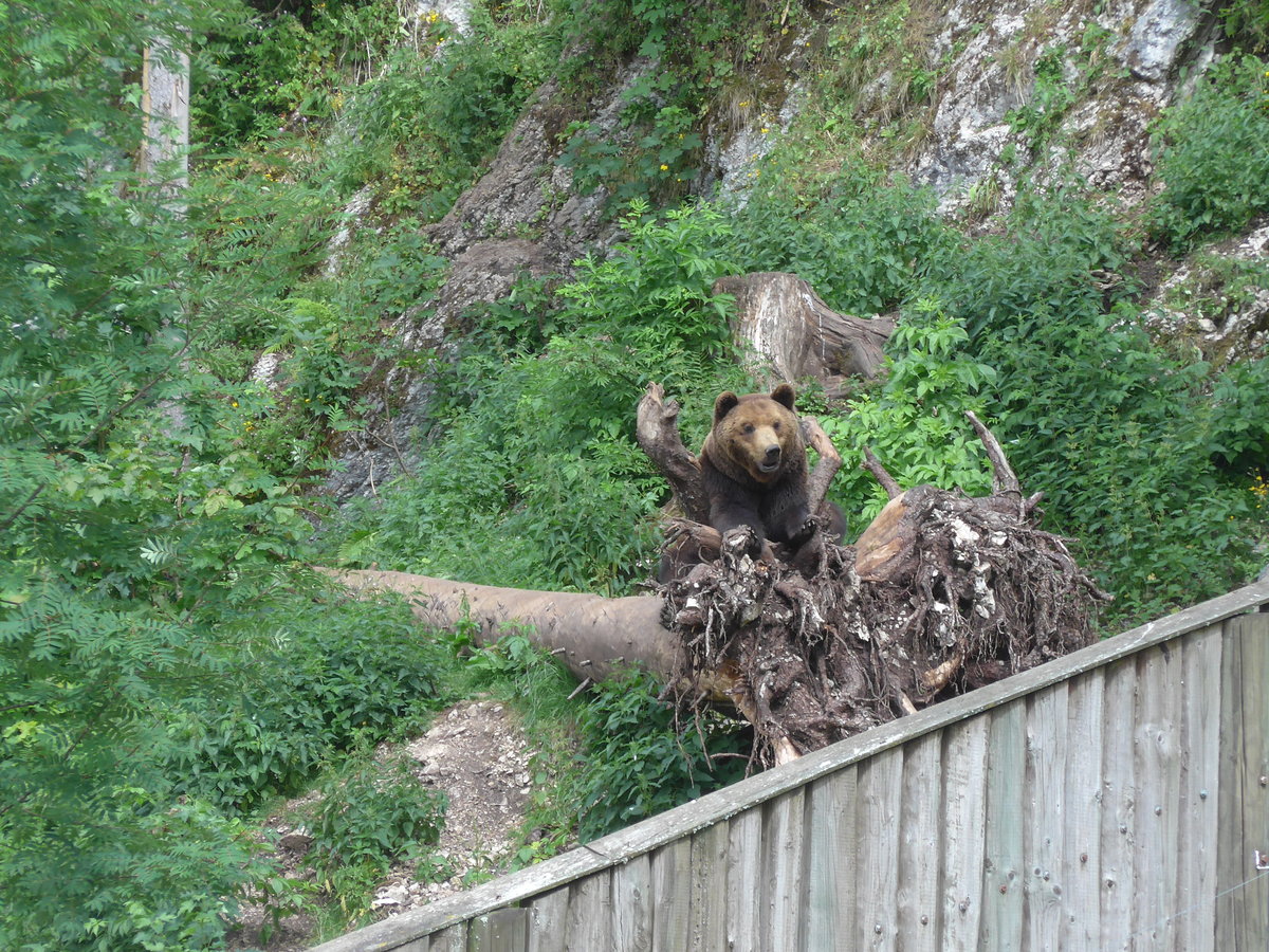 (181'573) - B�r im Jurapark am 25. Juni 2017 in Vallorbe