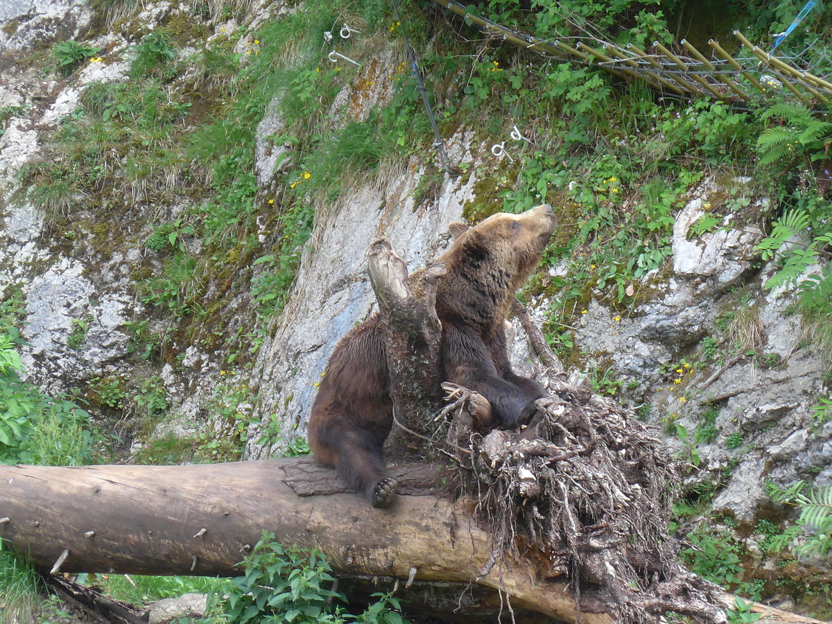 (181'575) - B�r im Jurapark am 25. Juni 2017 in Vallorbe