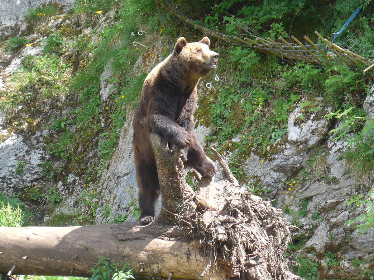 (181'577) - B�r im Jurapark am 25. Juni 2017 in Vallorbe