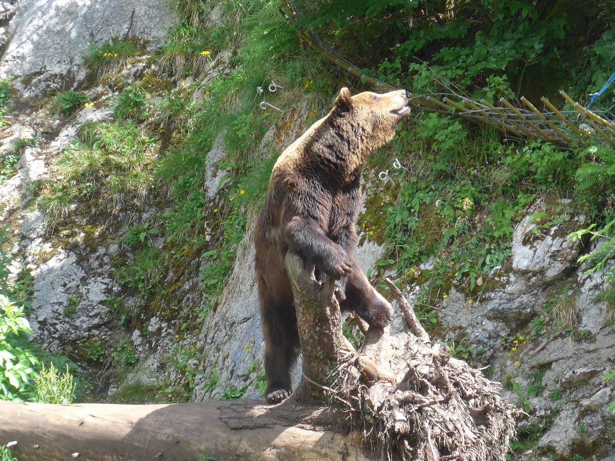 (181'578) - B�r im Jurapark am 25. Juni 2017 in Vallorbe