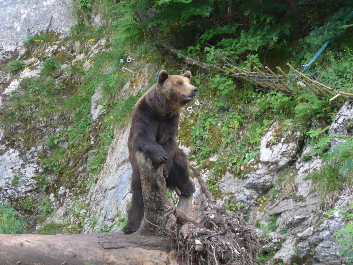 (181'579) - B�r im Jurapark am 25. Juni 2017 in Vallorbe