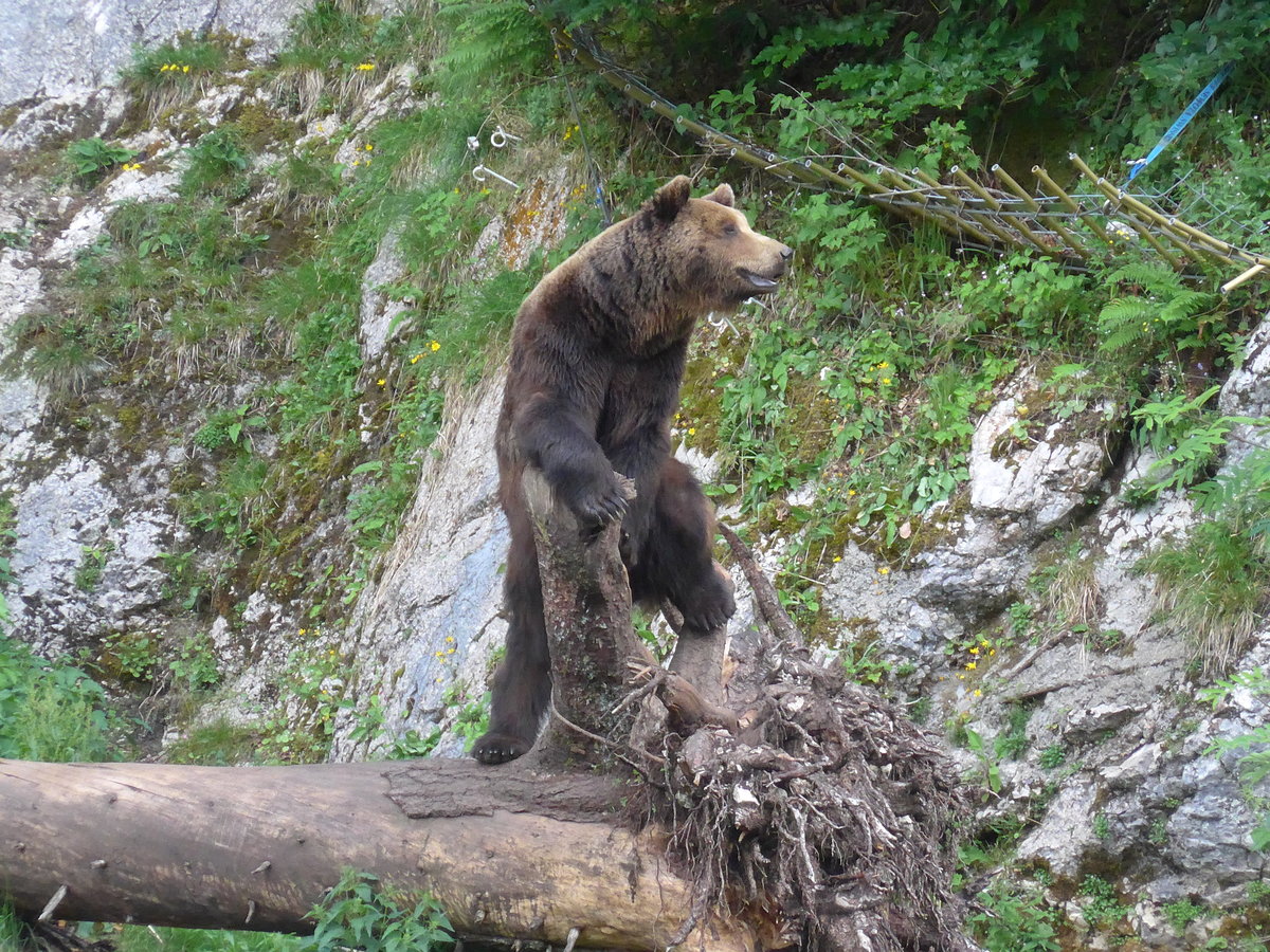 (181'580) - B�r im Jurapark am 25. Juni 2017 in Vallorbe